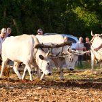 36. Jakovlja i tradicionalna smotra istarskih volova i ove godine privukla mnogobrojne posjetitelje u Kanfanar Jakovlja, FOTO: Leticija Božac