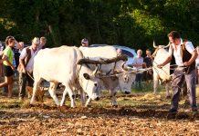 36. Jakovlja i tradicionalna smotra istarskih volova i ove godine privukla mnogobrojne posjetitelje u Kanfanar Jakovlja, FOTO: Leticija Božac