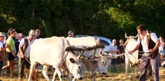 36. Jakovlja i tradicionalna smotra istarskih volova i ove godine privukla mnogobrojne posjetitelje u Kanfanar Jakovlja, FOTO: Leticija Božac