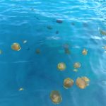 Mediteranske meduze preplavila more u Istri – ne vadite ih van!