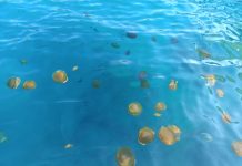 Mediteranske meduze preplavila more u Istri – ne vadite ih van!