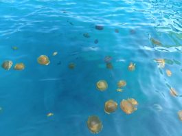 Mediteranske meduze preplavila more u Istri – ne vadite ih van!