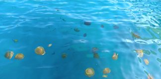 Mediteranske meduze preplavila more u Istri – ne vadite ih van!